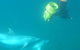 Swim With Wild Dolphins - thumb 3