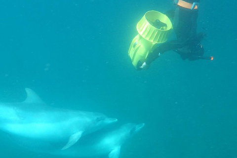 Swim With Wild Dolphins - Accommodation Newcastle 3