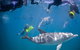 Swim With Wild Dolphins - thumb 2