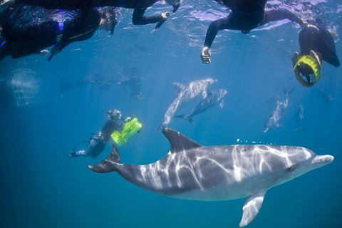 Swim With Wild Dolphins - Accommodation Newcastle 2