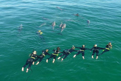 Swim With Wild Dolphins - Accommodation Newcastle 7