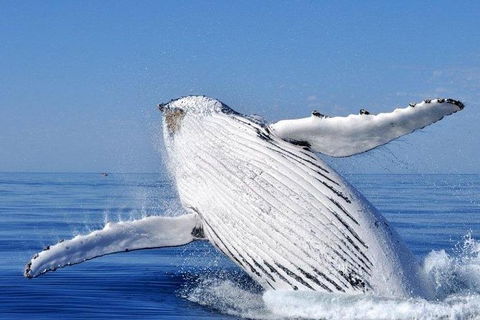 Whale Watching Busselton Departing From Busselton Jetty - Accommodation Newcastle 0