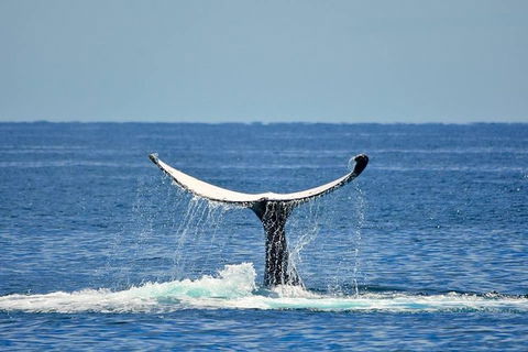 Whale Watching Busselton Departing From Busselton Jetty - Accommodation Newcastle 1
