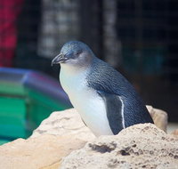 Full-Day Penguin Island  Mandurah Canal Cruise - Accommodation Newcastle