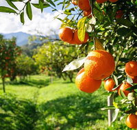 Full-Day Swan Valley Wildlife Park Winery  Fruit Orchard - Accommodation Newcastle