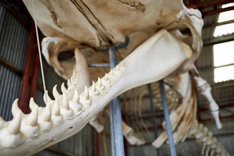 Albany\'s Whale Story - Accommodation Newcastle 3