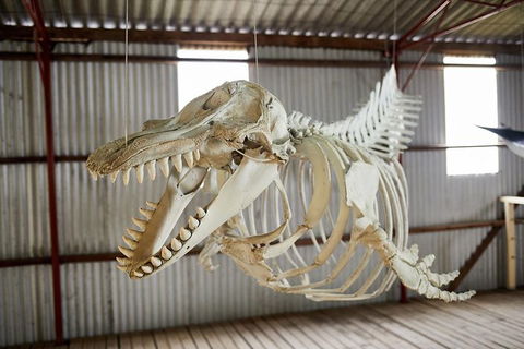 Albany\'s Whale Story - Accommodation Newcastle 2