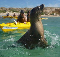 Penguin and Seal Island Kayak Tour - Accommodation Newcastle
