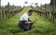 Vasse Felix Epicurean Tour And Tasting Experience With 5 Course Lunch - thumb 9