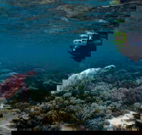 3 Night Ningaloo Reef Snorkel and Dive Getaway from Coral Bay - Accommodation Newcastle