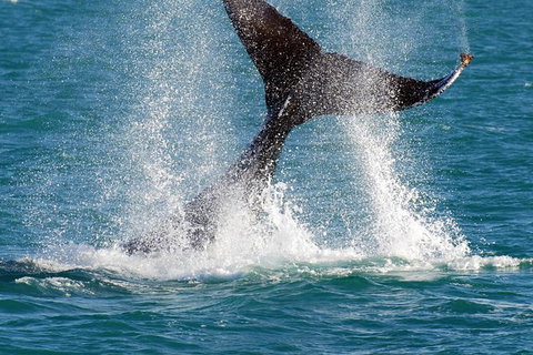 Whale-Watching Cruise And Hillarys Boat Harbour Day Trip From Perth - Accommodation Newcastle 0