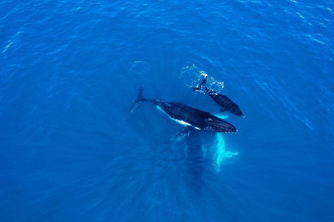 Whale-Watching Cruise And Hillarys Boat Harbour Day Trip From Perth - Accommodation Newcastle 8