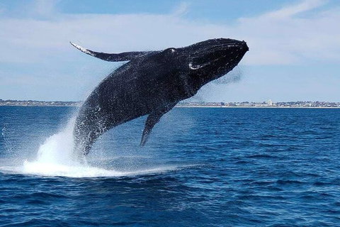 Whale-Watching Cruise And Hillarys Boat Harbour Day Trip From Perth - Accommodation Newcastle 7
