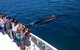 Whale-Watching Cruise And Hillarys Boat Harbour Day Trip From Perth - thumb 5