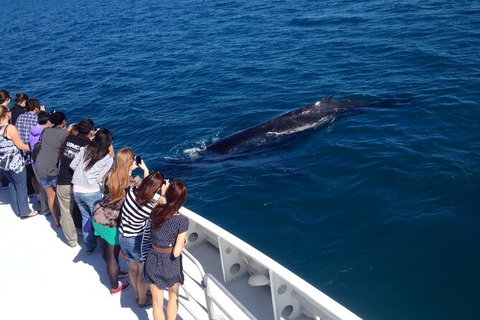 Whale-Watching Cruise And Hillarys Boat Harbour Day Trip From Perth - Accommodation Newcastle 5