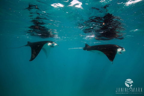 Turtle Tours On The Ningaloo Reef, Exmouth. 1/2 Day Cruise. - Accommodation Newcastle 1