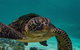 Turtle Tours On The Ningaloo Reef, Exmouth. 1/2 Day Cruise. - thumb 2