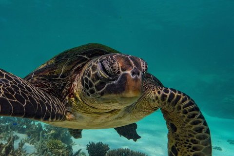 Turtle Tours On The Ningaloo Reef, Exmouth. 1/2 Day Cruise. - Accommodation Newcastle 2