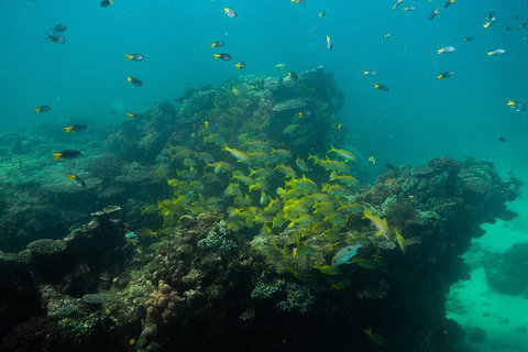 Turtle Tours On The Ningaloo Reef, Exmouth. 1/2 Day Cruise. - Accommodation Newcastle 6