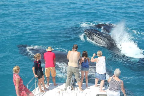 Half-Day Whale Watching Sunset Cruise From Broome - Accommodation Newcastle 1