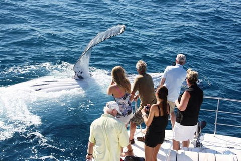 Half-Day Whale Watching Sunset Cruise From Broome - Accommodation Newcastle 2