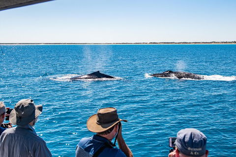 Half-Day Whale Watching Sunset Cruise From Broome - Accommodation Newcastle 5