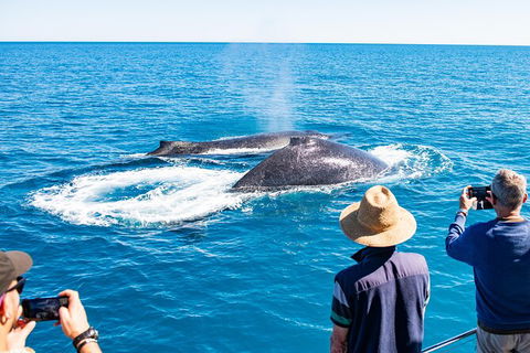 Half-Day Whale Watching Sunset Cruise From Broome - Accommodation Newcastle 7