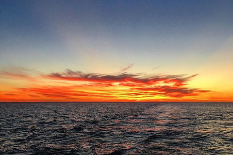 Half-Day Whale Watching Sunset Cruise From Broome - Accommodation Newcastle 8