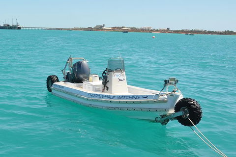Half-Day Whale Watching Sunset Cruise From Broome - Accommodation Newcastle 4