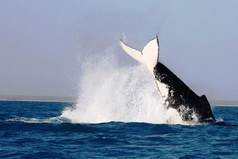 Half-Day Whale Watching Sunset Cruise From Broome - Accommodation Newcastle 6