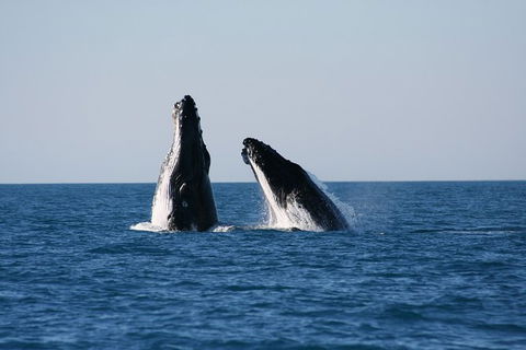 Half-Day Whale Watching Sunset Cruise From Broome - Accommodation Newcastle 3