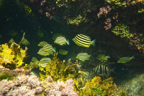 Margaret River Coastal And Wildlife Eco Trip From Busselton Or Dunsborough - Accommodation Newcastle 4