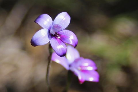 Margaret River Coastal And Wildlife Eco Trip From Busselton Or Dunsborough - Accommodation Newcastle 6