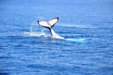 Margaret River Coastal And Wildlife Eco Trip From Busselton Or Dunsborough - Accommodation Newcastle 11