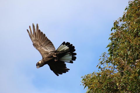 Margaret River Coastal And Wildlife Eco Trip From Busselton Or Dunsborough - Accommodation Newcastle 3