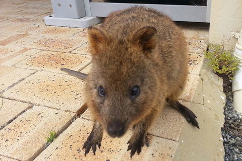 Wave Rock, Pinnacles And Rottnest One Day Aeroplane Tour - Accommodation Newcastle 6