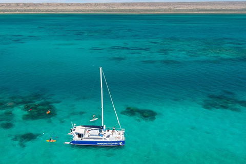 Ningaloo Whale Shark Swim On A Luxury Sailing Catamaran - Accommodation Newcastle 1