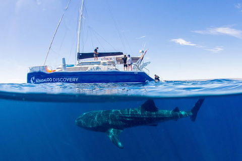 Ningaloo Whale Shark Swim On A Luxury Sailing Catamaran - Accommodation Newcastle 2
