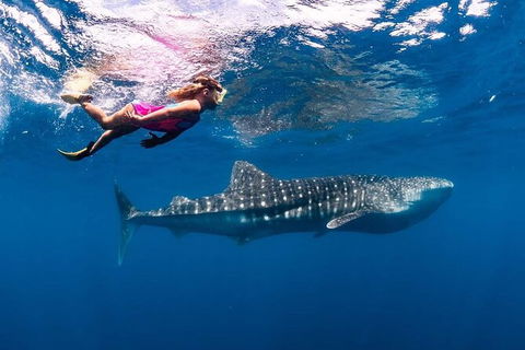 Ningaloo Whale Shark Swim On A Luxury Sailing Catamaran - Accommodation Newcastle 5