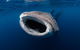 Ningaloo Whale Shark Swim On A Luxury Sailing Catamaran - thumb 3