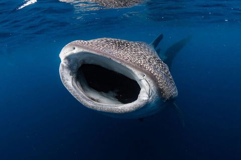 Ningaloo Whale Shark Swim On A Luxury Sailing Catamaran - Accommodation Newcastle 3