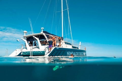 Ningaloo Whale Shark Swim On A Luxury Sailing Catamaran - Accommodation Newcastle 7
