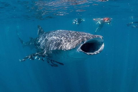 Ningaloo Whale Shark Swim On A Luxury Sailing Catamaran - Accommodation Newcastle 6