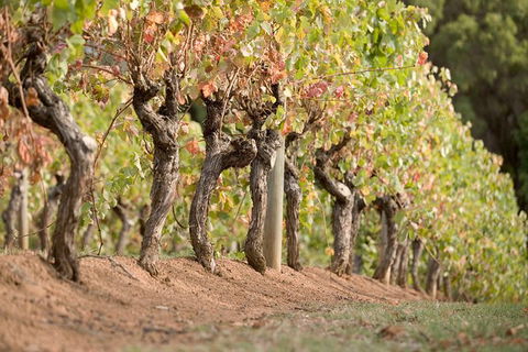 Vasse Felix Winery Tour And Tasting - Accommodation Newcastle 3