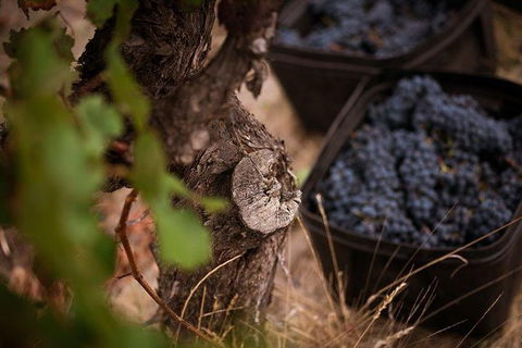 Vasse Felix Winery Tour And Tasting - Accommodation Newcastle 4