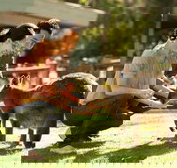 Very Best of Perth Tour - Wildlife Park  City Highlights Tour - Accommodation Newcastle