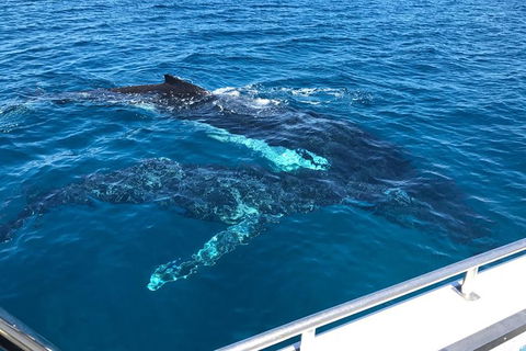 Busselton Whale Watching - Accommodation Newcastle 0