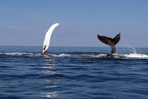 Busselton Whale Watching - Accommodation Newcastle 1