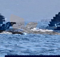 3 Hour Winter Whale Safari May - Oct around King George Sound - Accommodation Newcastle