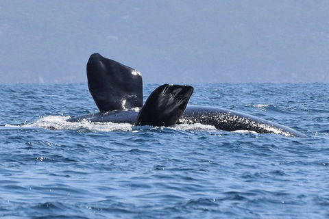 3 Hour Winter Whale Safari (May - Oct) Around King George Sound - Accommodation Newcastle 0